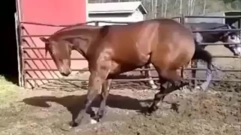 Cute And funny horse Videos Compilation cute moment of the horses - Cutest Horse #02