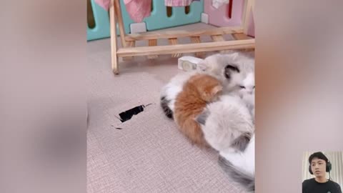 Cute animal kitten 😻💕 #cat #cute #kitten #pets #meow #videos #shorts 3