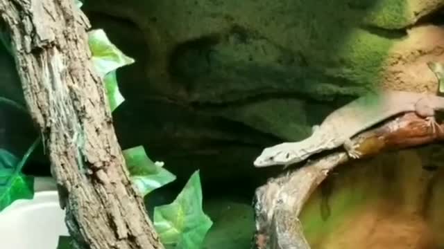 Custom Pygmy Mulga monitor enclosure!