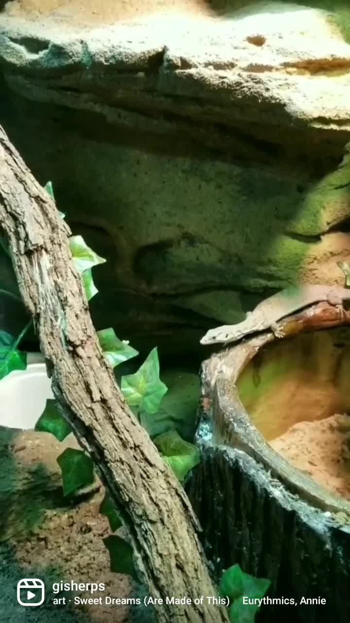 Pygmy Monitor Setup Custom Pygmy Mulga monitor enclosure!