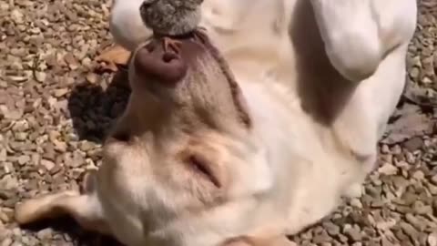 funny animals video