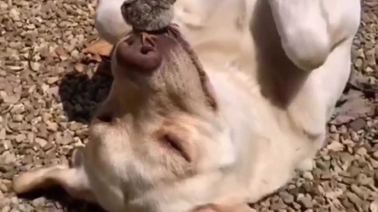 funny animals video