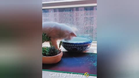 funny cats