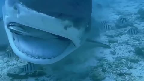 Mouthful shark!