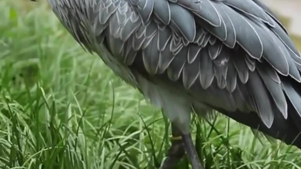 Shoebill stark walking / Rainy bird #viral #rumbleshorts