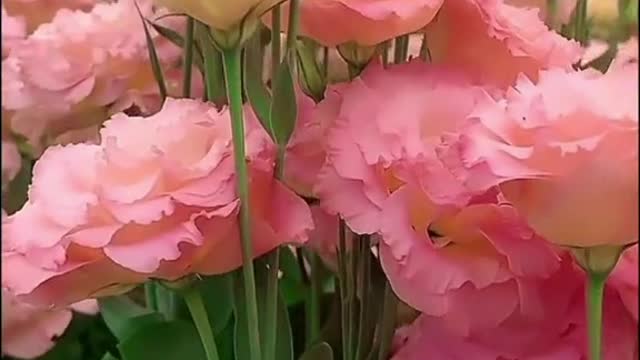 Pink Eustoma