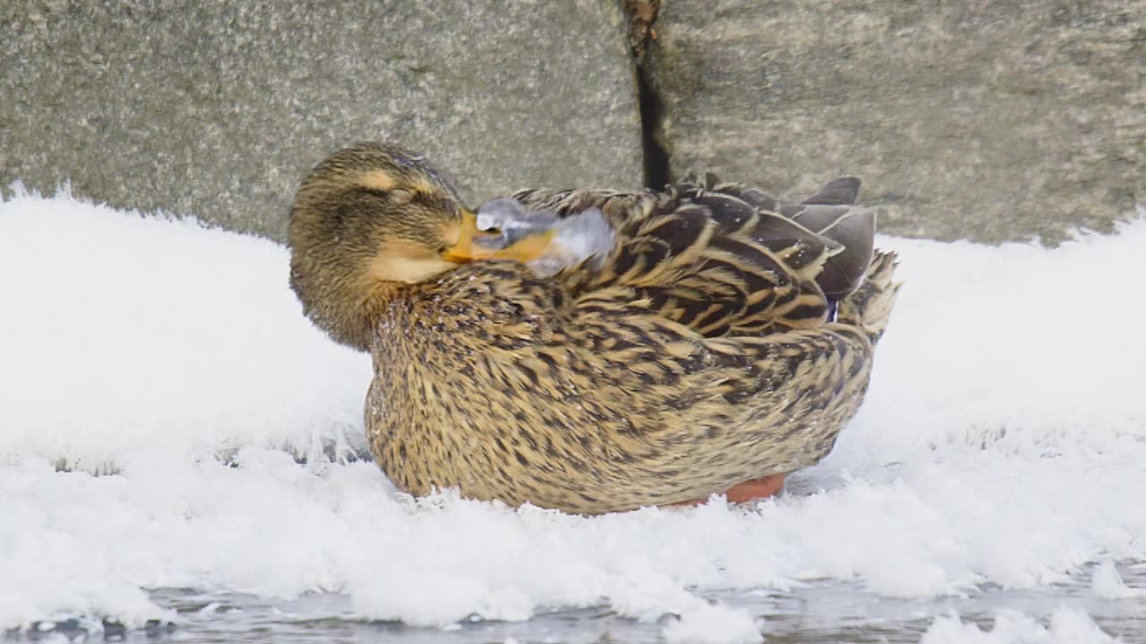 Mallard With Frozen Bill