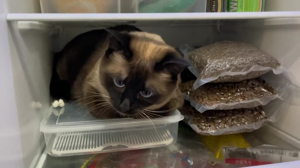 The refrigerator cat