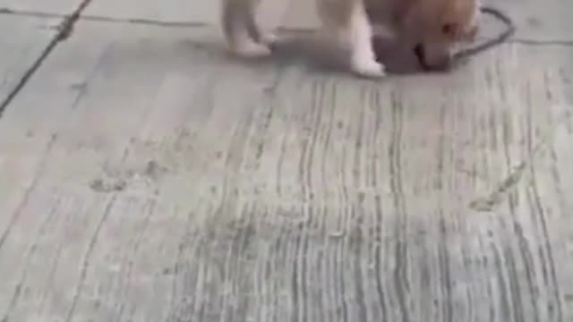 69- Cute, cute and happy as they should be #funny