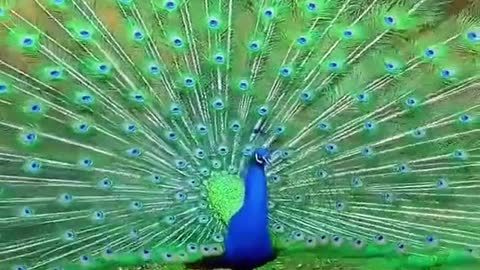 Everything goes well with the peacock