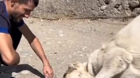 Dog meets a puppy for the first time.