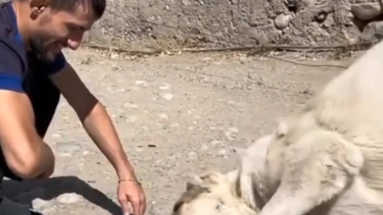 Dog meets a puppy for the first time.