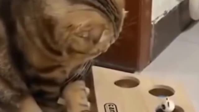 CATS Funny video