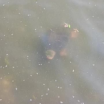 Snapping turtle