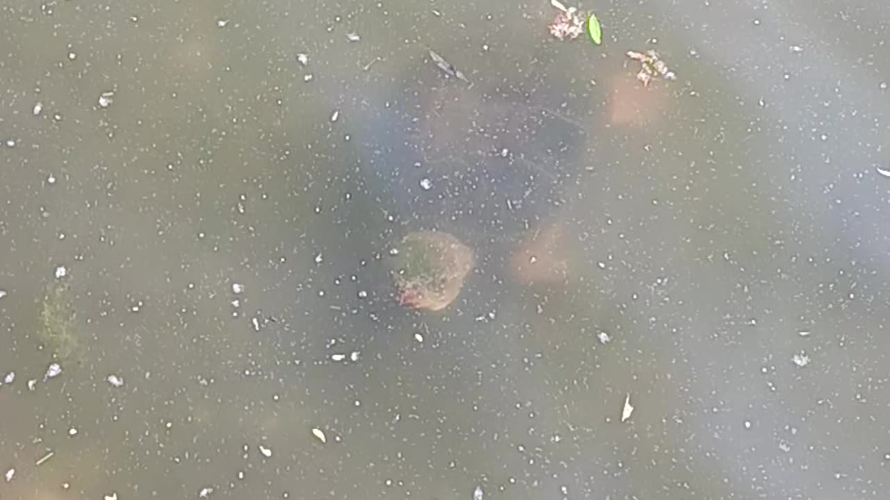 Snapping turtle