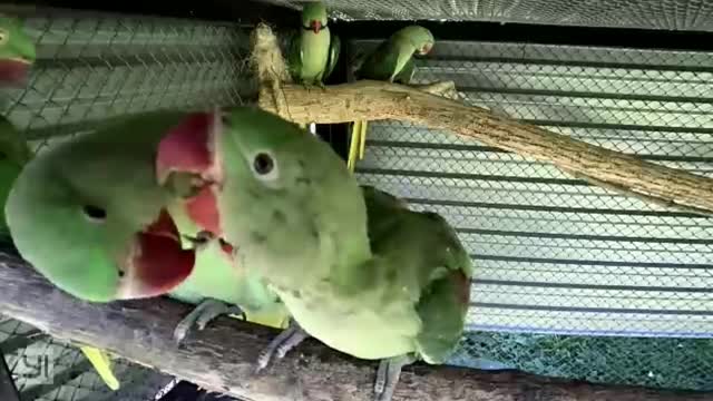 Baby parrots are playing