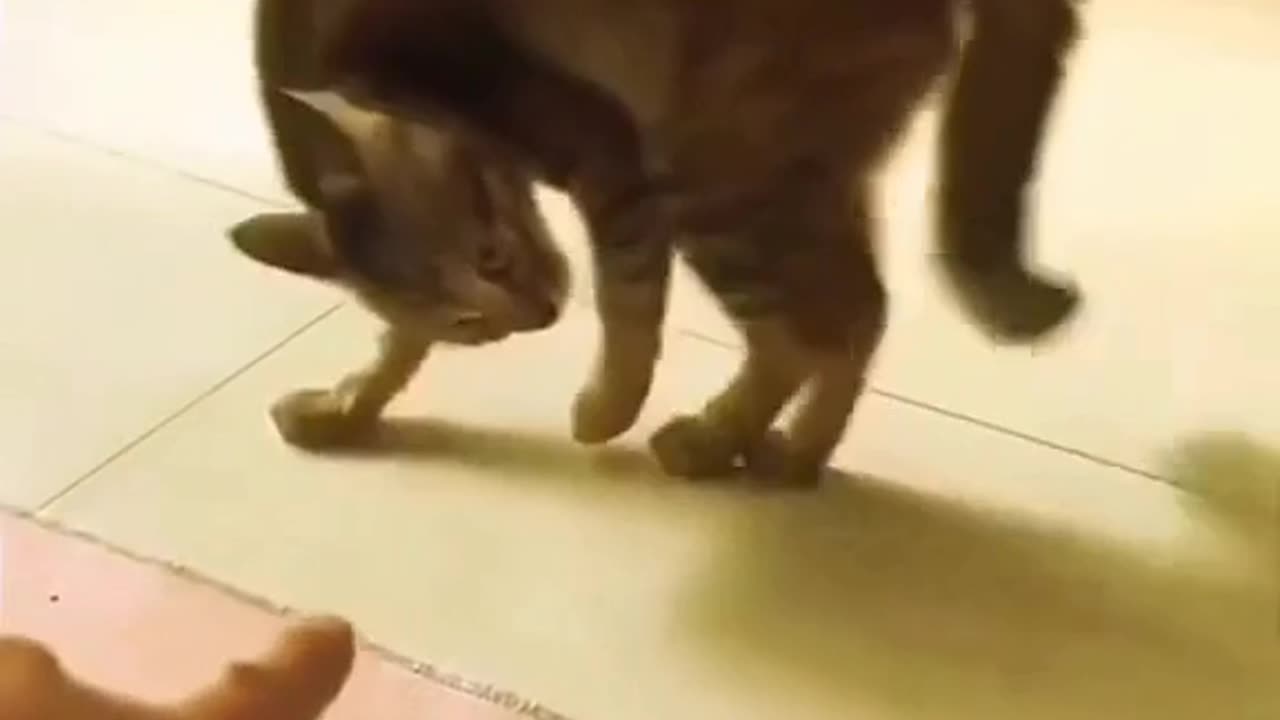 Cats throw up food