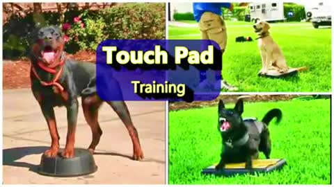 Dog training