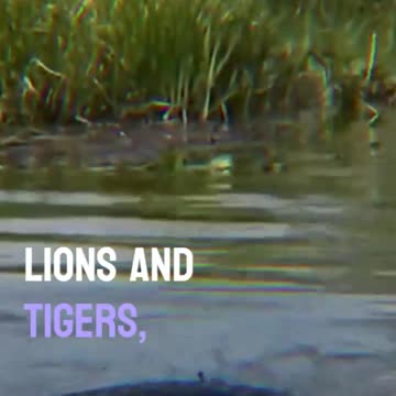 Jaguar, the Aquatic Predator