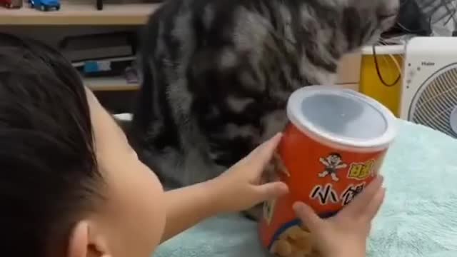 🐱👶Cat helping the baby for stealing food🥰