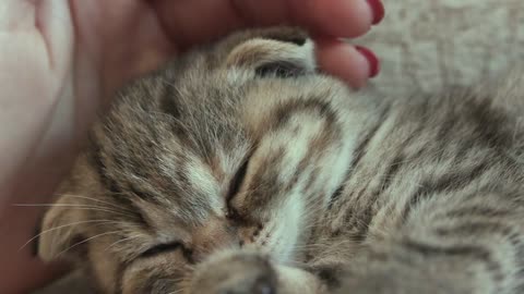 cute sleeping cat