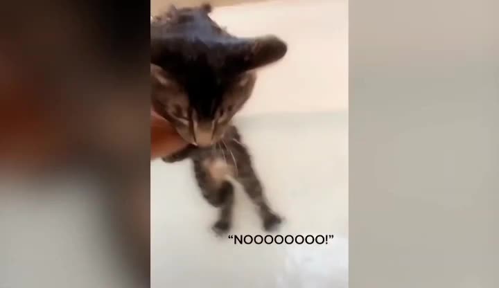 Cute Baby Cat Not Ready For Taking Bath