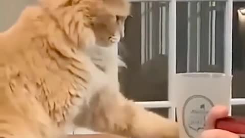 smart cat, can make us laugh. very funny