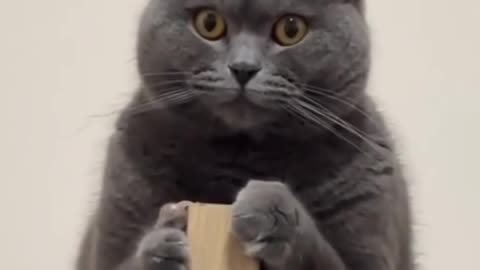 Funny trending animal activity