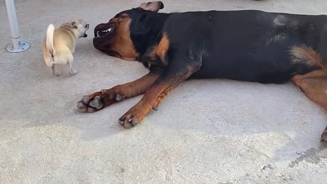 Rottweiler and Chihuahua Play Together