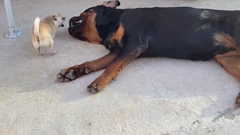 Rottweiler and Chihuahua Play Together