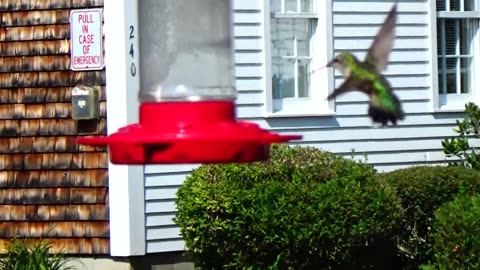 Hummingbird