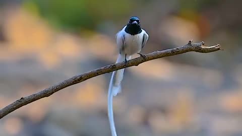 Wildlife and Funs