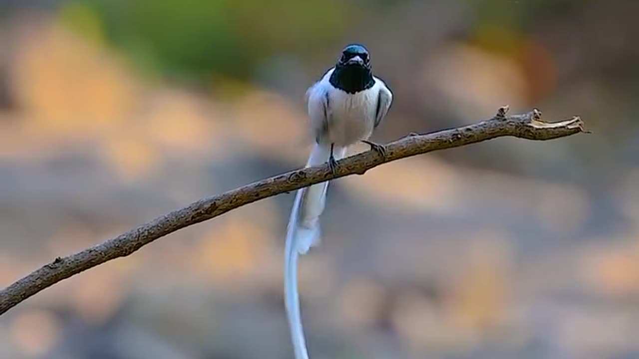 Wildlife and Funs