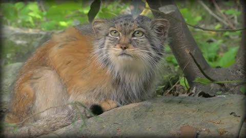 Pallas’s Cat: The Original Grumpy Cat