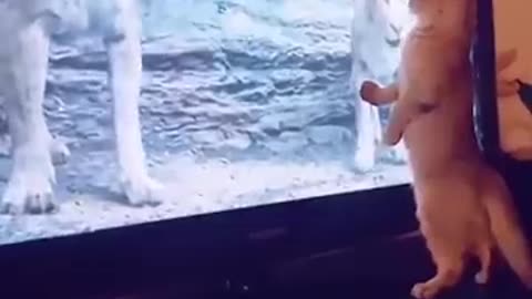 Funny dogs videos funniest animal video #funnyclips0408 #fun 😂😂