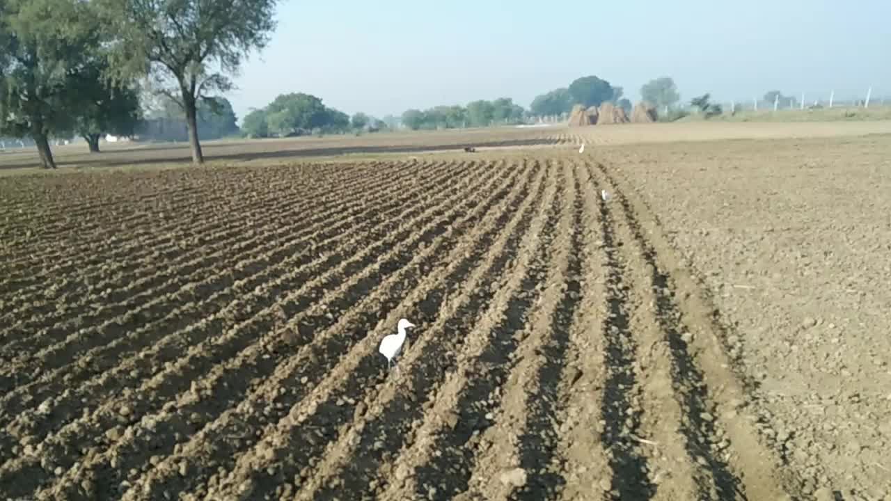 Indian agriculture the farmers hard work