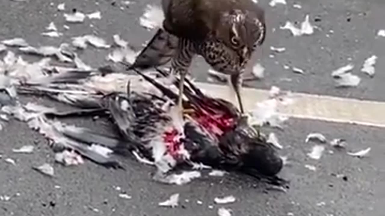 Sparrow Hawk Devours Pigeon 🦅🩸😮