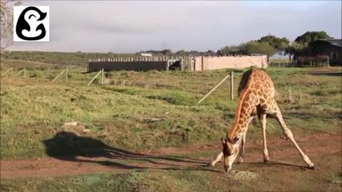 BEST GIRAFFE COMPILATION 2022