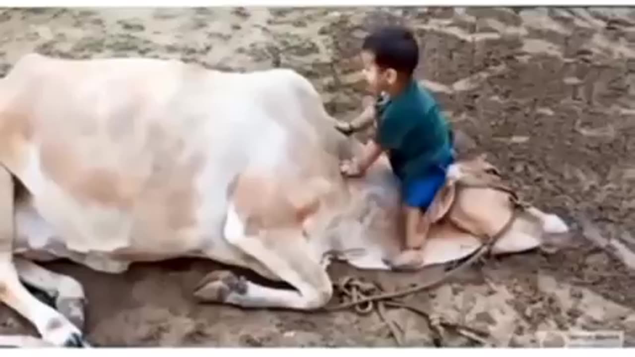 Little boy love to cow