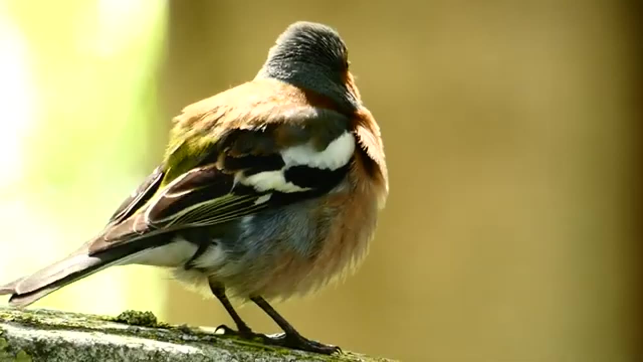 Beautiful bird voice