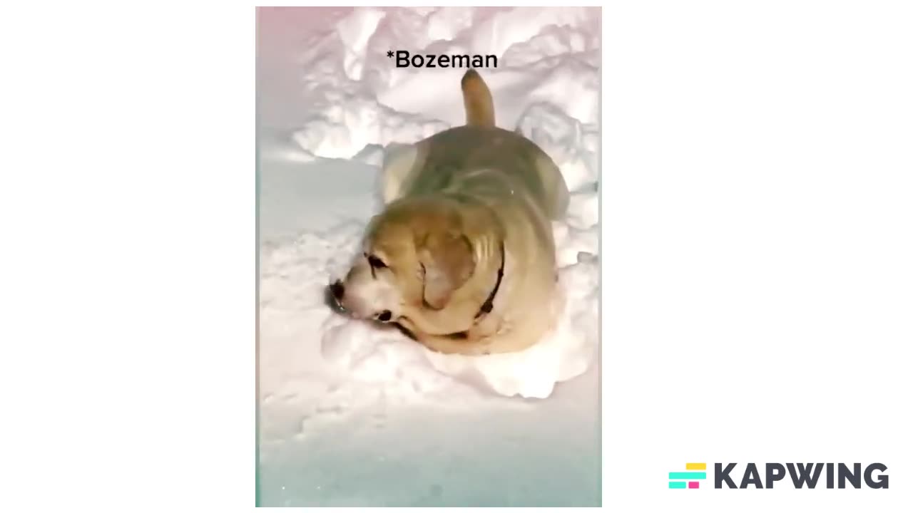 Best Funniest Animals 2023 😍 Funniest Dogs And Cats Videos