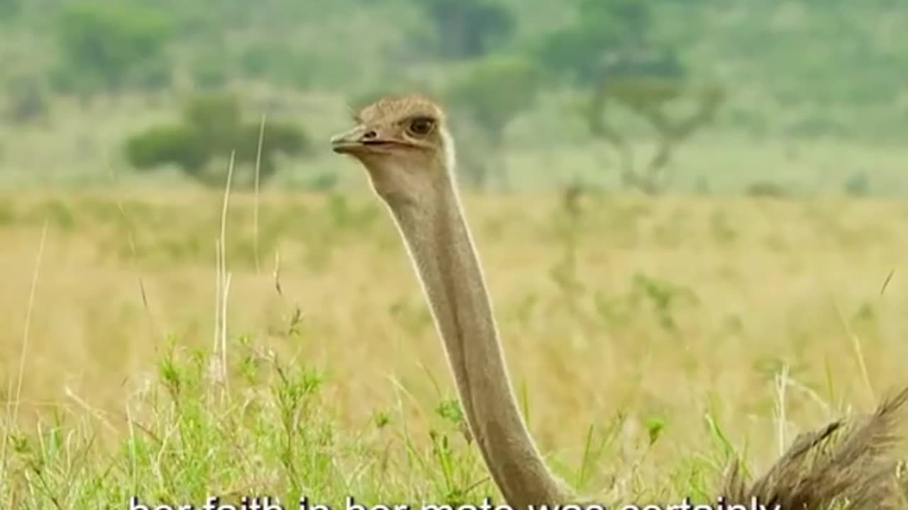 That’s a Tall Ostrich #shorts #shortvideo #video #virals #videoviral