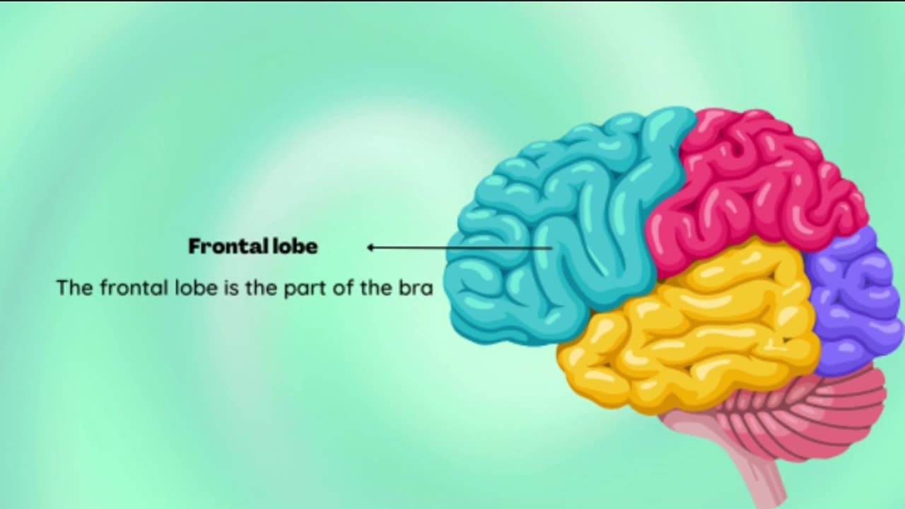 Anatomy of Brain