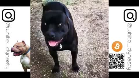 Hilarious doggy sits in a very distinguished manner