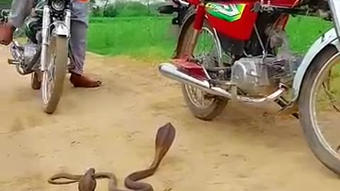 Snakes on road