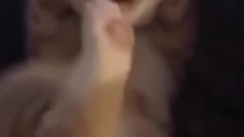 Funniest animals cats and dog compilation 2023