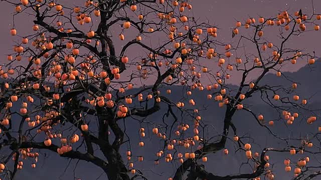 "The more you grow up, the less you can touch the moon."# Nostalgia # Memory # Hometown Scenery