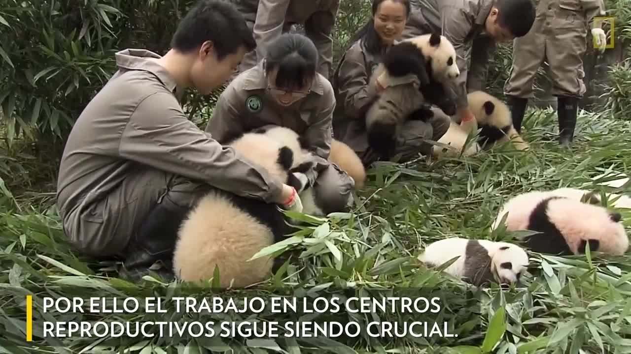 PANDAS GIGANTES