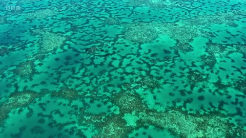 Great Barrier Reef, Nature's Miracle