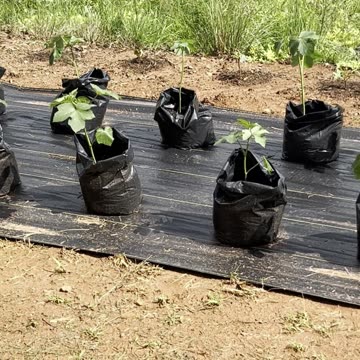 My Make-Shift At The Porch Recovery Garden for Okra!